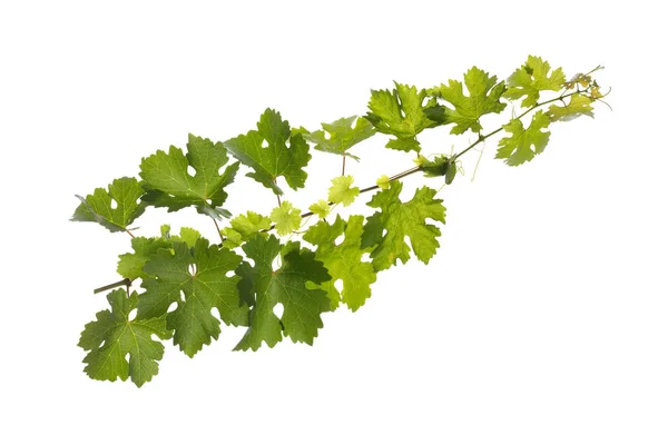 Vinblad på vit — Stockfoto
