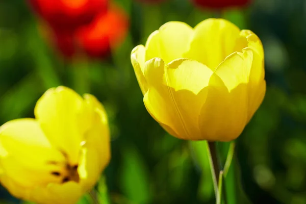 Two yellow tulips — Stock Photo, Image
