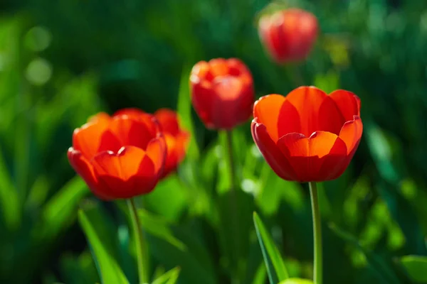 Bouquet of red tulips — Stock Photo, Image