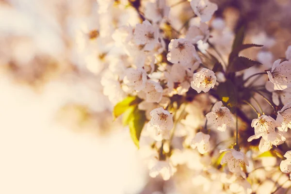 Beautiful flowers of the cherry blossoms — Stock Photo, Image