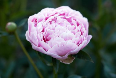 pembe peony çiçek