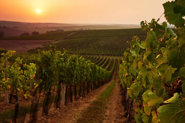 Prachtige schilderachtige wijngaarden bij zonsondergang — Stockfoto
