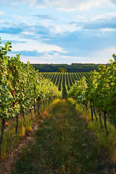 Righe di vigneti verdi in estate — Foto Stock