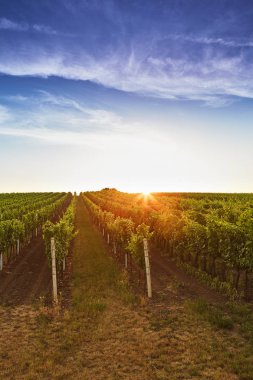 Gündoğumu, üzüm bağları olan alanlar