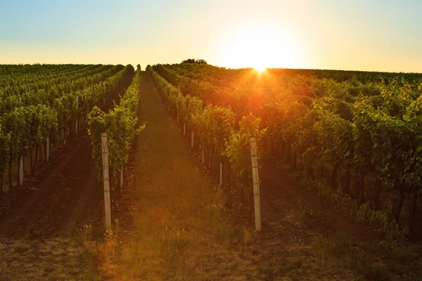 Vineyard at sunrise with lens flare — Stock Photo, Image