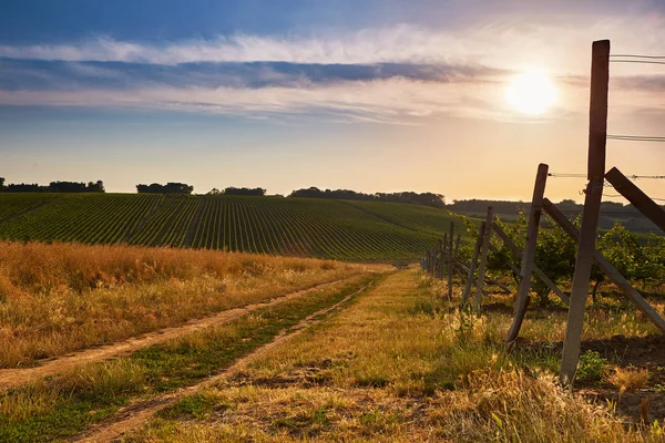 Felder mit Weinbergen bei Sonnenaufgang — Stockfoto