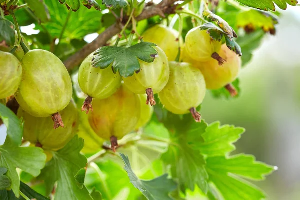 Fresh gooseberries on a branch of gooseberry bush — Stock Photo, Image