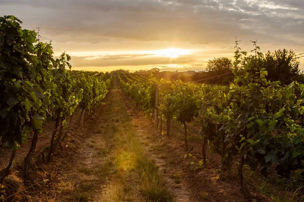 Vinhedo ao nascer do sol com chama de lente — Fotografia de Stock