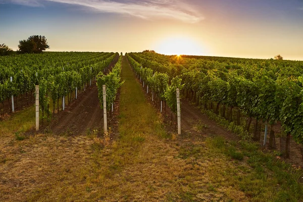 Wijngaard bij zonsopgang met lens flare — Stockfoto
