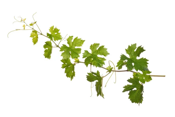 Branch of vine leaves isolated — Stock Photo, Image