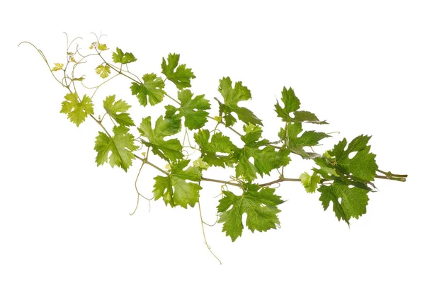 Branches of vine leaves isolated — Stock Photo, Image