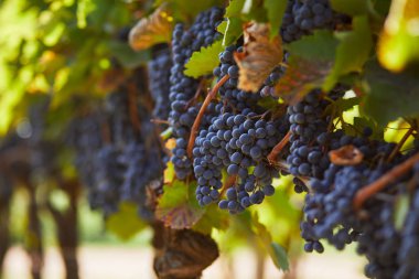 Sarmaşıkta sallanan olgun mavi üzümler