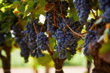 Taze mavi üzümler asılıdır üzüm bağında