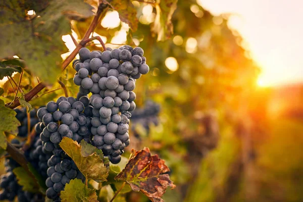 Niebieskie Winogrona Zachodzie Słońca Jesiennej Winnicy — Zdjęcie stockowe