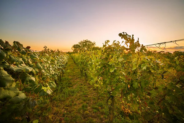 Fileiras Vinhas Outono Pôr Sol — Fotografia de Stock