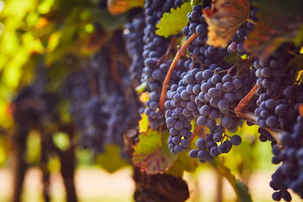 一排排蓝色葡萄的葡萄园 色调逼真 — 图库照片