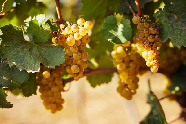 Dojrzałe Żółte Winogrona Wiszące Winnicy — Zdjęcie stockowe