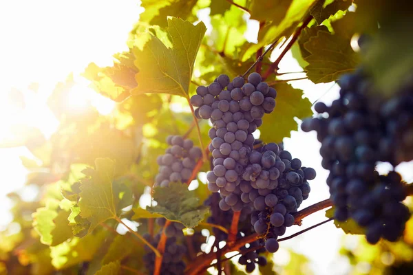 Синій Виноград Висить Винограднику Сонячним Світлом — стокове фото