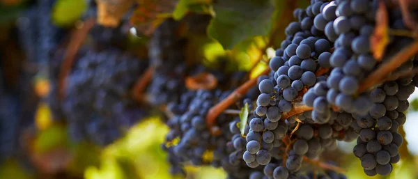 Rijpe Blauwe Druiven Opknoping Wijngaard Herfst Dag — Stockfoto