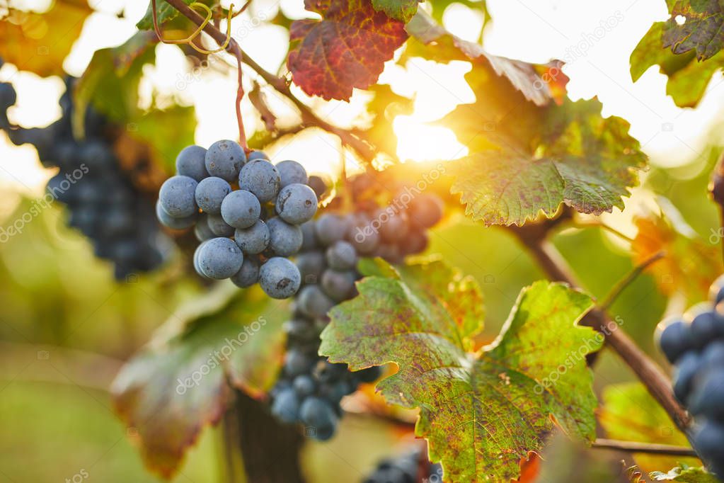 Blue grapes in sunshine on autumn vineyard