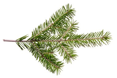 Beyaz arkaplanda izole edilmiş kozalaklı ağaç dalı