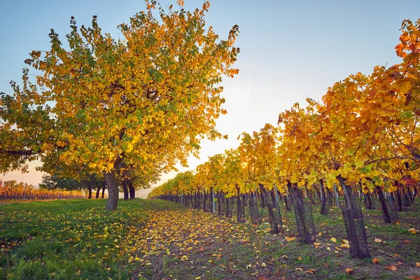 Colorful Vineyard Sunny Autumn Day — Stock Photo, Image
