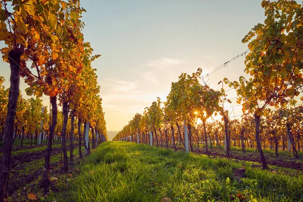 Herfst Gekleurde Rijen Wijngaarden Bij Zonsondergang — Stockfoto