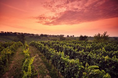 Gün batımında bağda dramatik bir gökyüzü