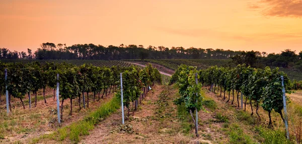 Красивый Панорамный Вид Виноградник Закате — стоковое фото