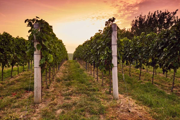 Fileiras Vinhas Pela Manhã Nascer Sol — Fotografia de Stock