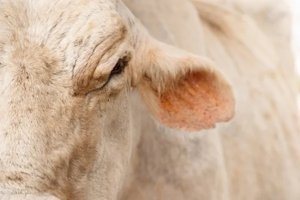 Részletesen és a farm tehén arc részlete — Stock Fotó