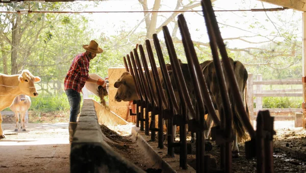 Campesino alimentación animales campesino hombre en el trabajo en granja — Foto de Stock