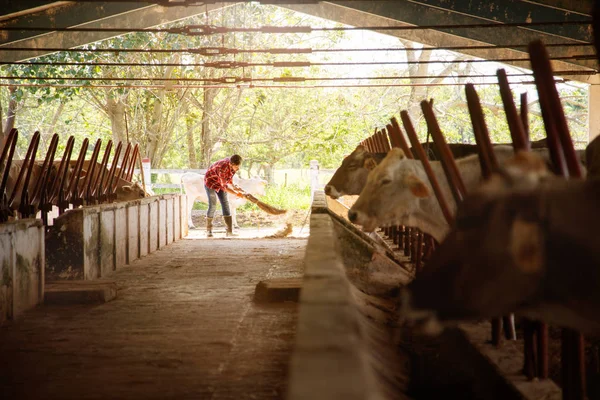 Hombre limpieza granja granjero barrido establos personas en rancho — Foto de Stock