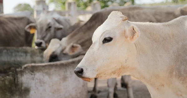 Krowy w hodowli zwierząt Farm w życiu kraju ranczo — Zdjęcie stockowe