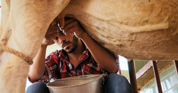 농장 가축 목장에서 암소를 젖을 짜는 남자 — 스톡 사진