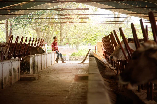 Hombre limpieza establos en granja granjero relajarse en la pared —  Fotos de Stock