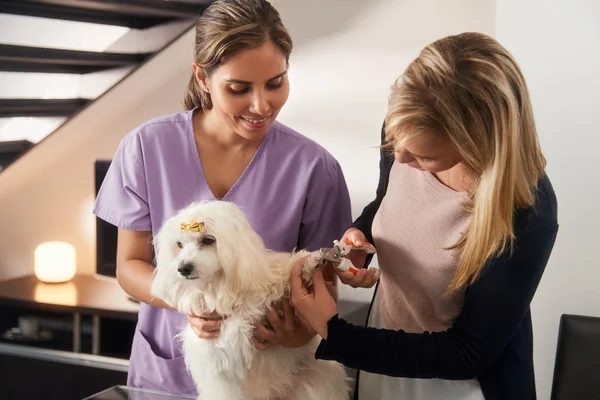 Veterinär som lär hur man använder Nagelklippare med hund — Stockfoto