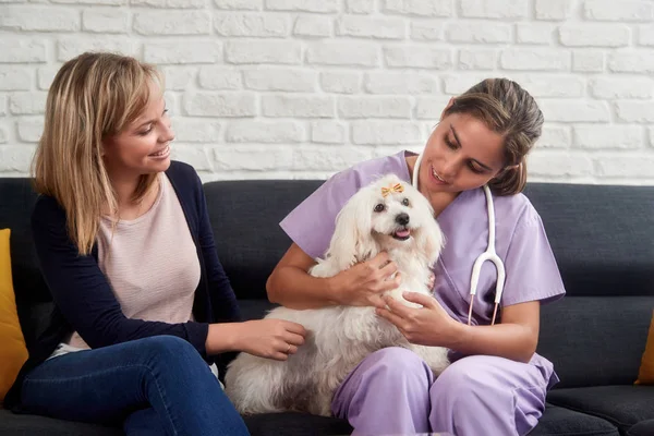 Veterinaria casa llamada con el doctor perro dueño y animal — Foto de Stock