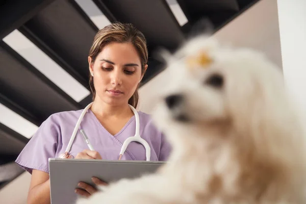 Vet usando o computador tablet durante a chamada da casa com cão — Fotografia de Stock