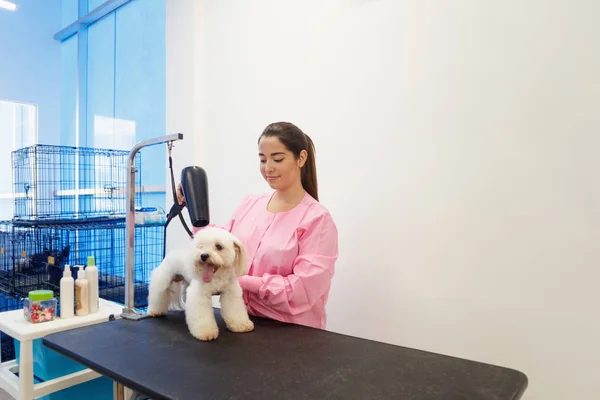 Mujer en el trabajo en tienda de mascotas y perro de aseo — Foto de Stock