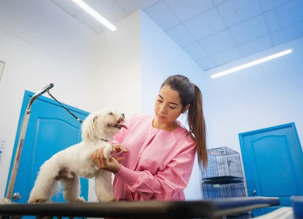Tjej på jobbet i djuraffär och Grooming hund — Stockfoto