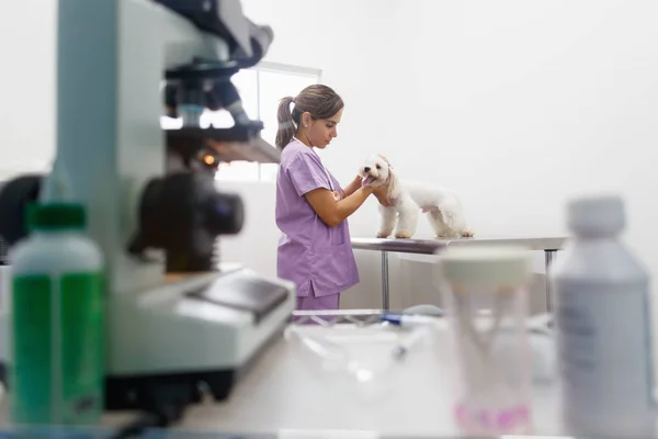 Veterinär besök på klinik med veterinär och sjuk hund — Stockfoto