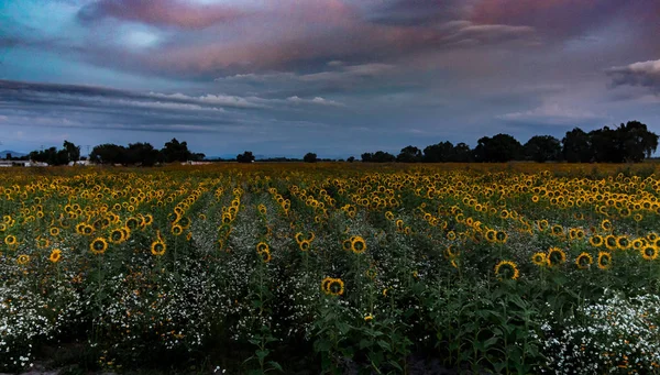 Campo de girasoles