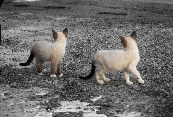 Gatitos en la center — стоковое фото