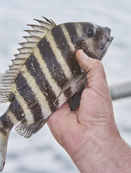 Sheepshead Peixe nas mãos do pescador Imagem De Stock