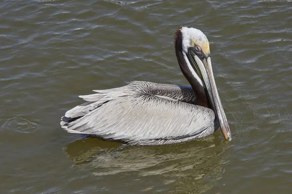 Brown Pelican in water — Stock Photo, Image