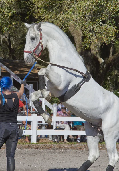 Lipizzan άλογο στην εκπαίδευση — Φωτογραφία Αρχείου