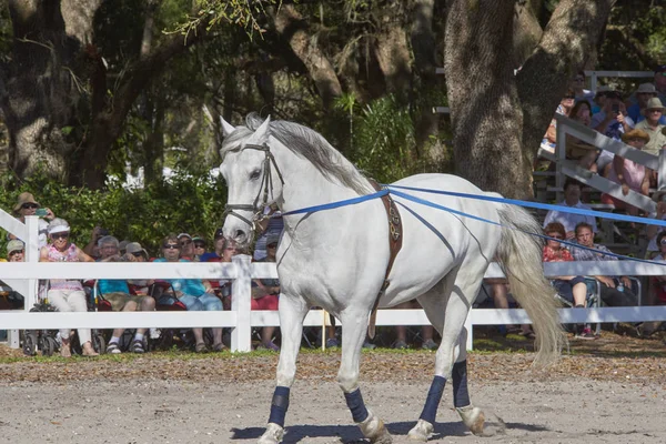 Lipizzaner horse public training — Stock Photo, Image