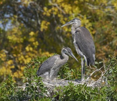 Büyük Mavi Balıkçıl