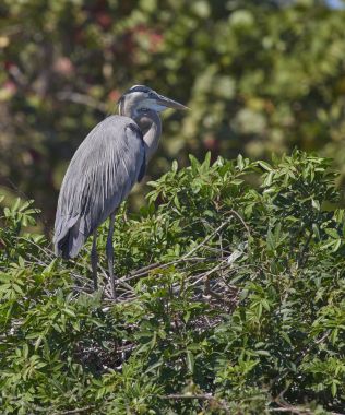 Büyük Mavi Balıkçıl